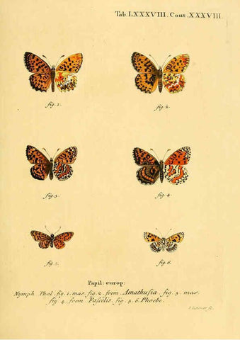 Reproducción/Reproduction 6102774849: Die Schmetterlinge in Abbildungen nach der Natur. v.1 plates. Leipzig :T.O. Weigel,[1829-1839] 