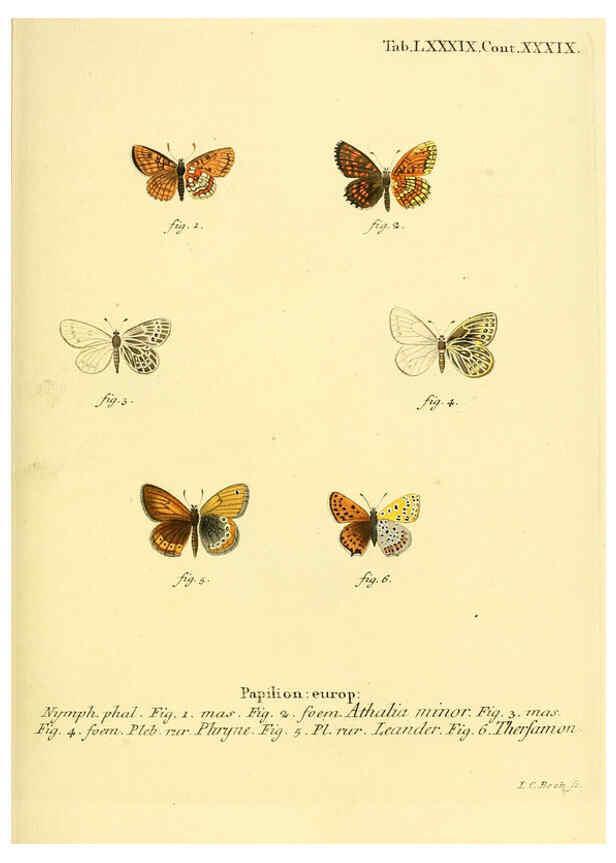 Reproducción/Reproduction 6102775177: Die Schmetterlinge in Abbildungen nach der Natur. v.1 plates. Leipzig :T.O. Weigel,[1829-1839] 