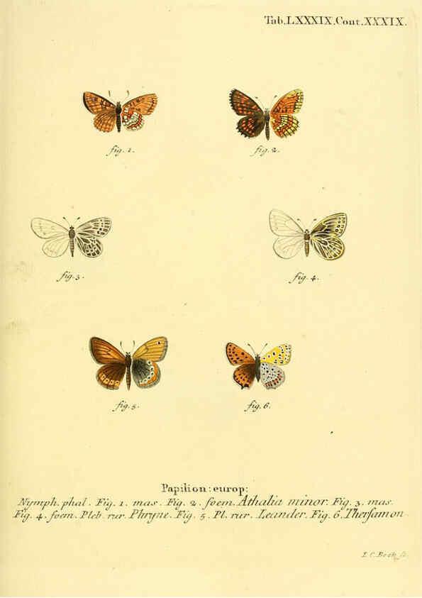 Reproducción/Reproduction 6102775177: Die Schmetterlinge in Abbildungen nach der Natur. v.1 plates. Leipzig :T.O. Weigel,[1829-1839] 
