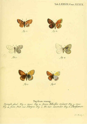 Reproducción/Reproduction 6102775177: Die Schmetterlinge in Abbildungen nach der Natur. v.1 plates. Leipzig :T.O. Weigel,[1829-1839] 
