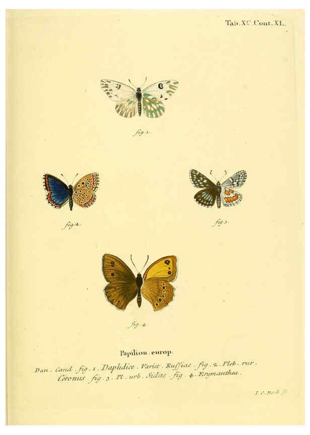 Reproducción/Reproduction 6103321360: Die Schmetterlinge in Abbildungen nach der Natur. v.1 plates. Leipzig :T.O. Weigel,[1829-1839] 