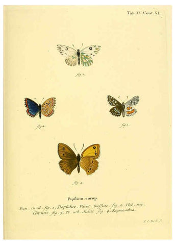 Reproducción/Reproduction 6103321360: Die Schmetterlinge in Abbildungen nach der Natur. v.1 plates. Leipzig :T.O. Weigel,[1829-1839] 