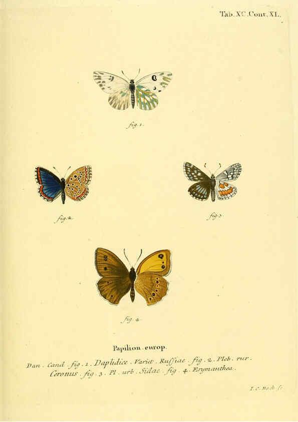 Reproducción/Reproduction 6103321360: Die Schmetterlinge in Abbildungen nach der Natur. v.1 plates. Leipzig :T.O. Weigel,[1829-1839] 