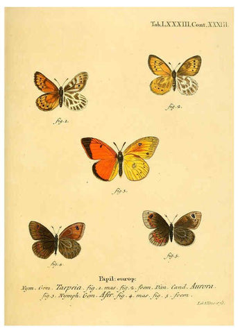 Reproducción/Reproduction 6103319502: Die Schmetterlinge in Abbildungen nach der Natur. v.1 plates. Leipzig :T.O. Weigel,[1829-1839] 