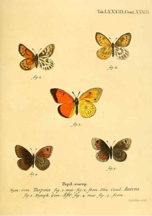Reproducción/Reproduction 6103319502: Die Schmetterlinge in Abbildungen nach der Natur. v.1 plates. Leipzig :T.O. Weigel,[1829-1839] 