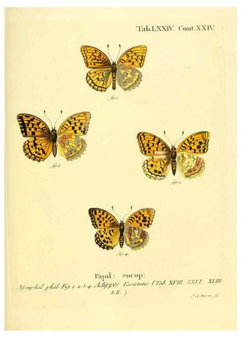 Reproducción/Reproduction 6103317266: Die Schmetterlinge in Abbildungen nach der Natur. v.1 plates. Leipzig :T.O. Weigel,[1829-1839] 