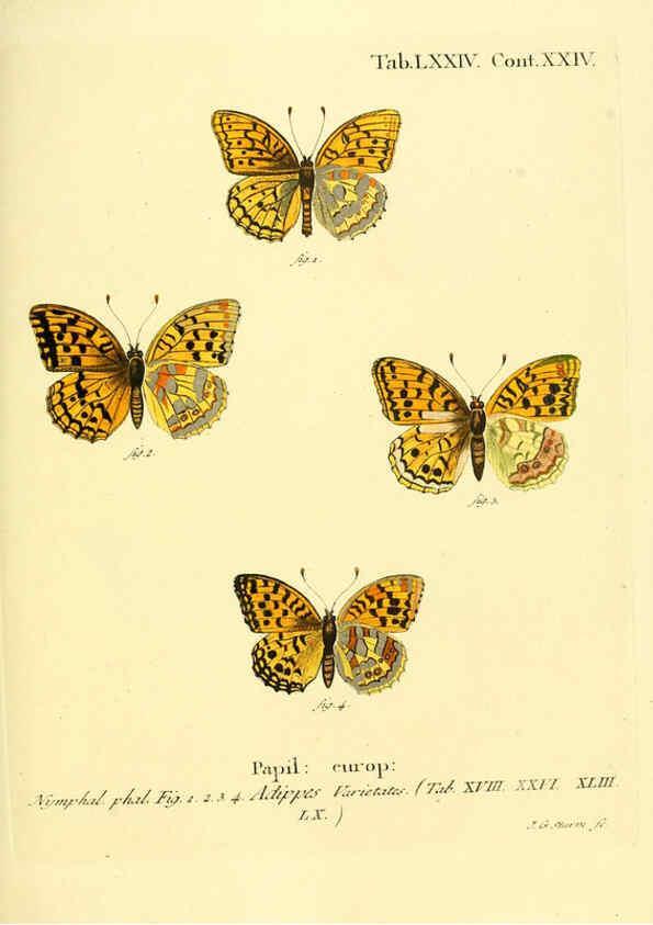 Reproducción/Reproduction 6103317266: Die Schmetterlinge in Abbildungen nach der Natur. v.1 plates. Leipzig :T.O. Weigel,[1829-1839] 