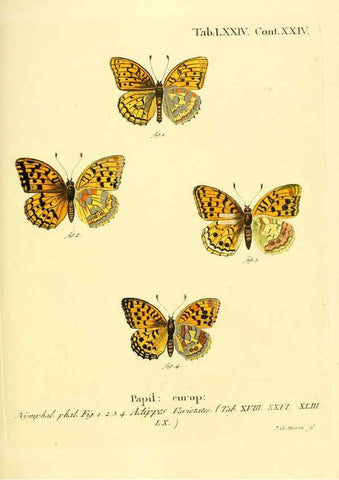 Reproducción/Reproduction 6103317266: Die Schmetterlinge in Abbildungen nach der Natur. v.1 plates. Leipzig :T.O. Weigel,[1829-1839] 