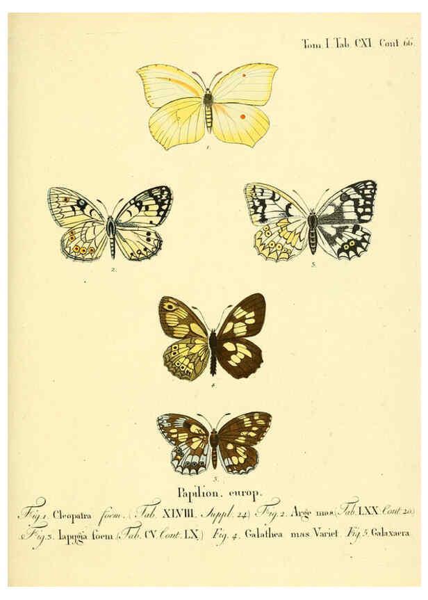 Reproducción/Reproduction 6102781519: Die Schmetterlinge in Abbildungen nach der Natur. v.1 plates. Leipzig :T.O. Weigel,[1829-1839] 