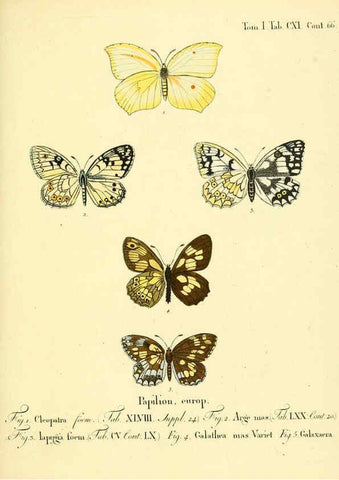 Reproducción/Reproduction 6102781519: Die Schmetterlinge in Abbildungen nach der Natur. v.1 plates. Leipzig :T.O. Weigel,[1829-1839] 