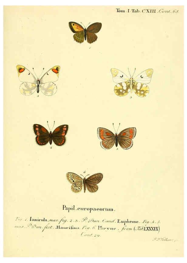 Reproducción/Reproduction 6102782125: Die Schmetterlinge in Abbildungen nach der Natur. v.1 plates. Leipzig :T.O. Weigel,[1829-1839] 