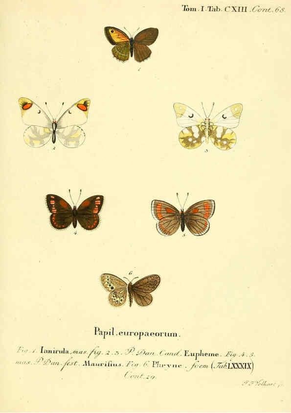 Reproducción/Reproduction 6102782125: Die Schmetterlinge in Abbildungen nach der Natur. v.1 plates. Leipzig :T.O. Weigel,[1829-1839] 
