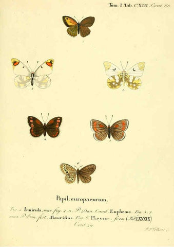 Reproducción/Reproduction 6102782125: Die Schmetterlinge in Abbildungen nach der Natur. v.1 plates. Leipzig :T.O. Weigel,[1829-1839] 