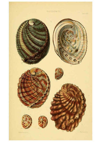 Reproducción/Reproduction 6103390326: Thesaurus conchyliorum, or, Monographs of genera of shells v.5 plates. London :Sowerby ...,1847-1887