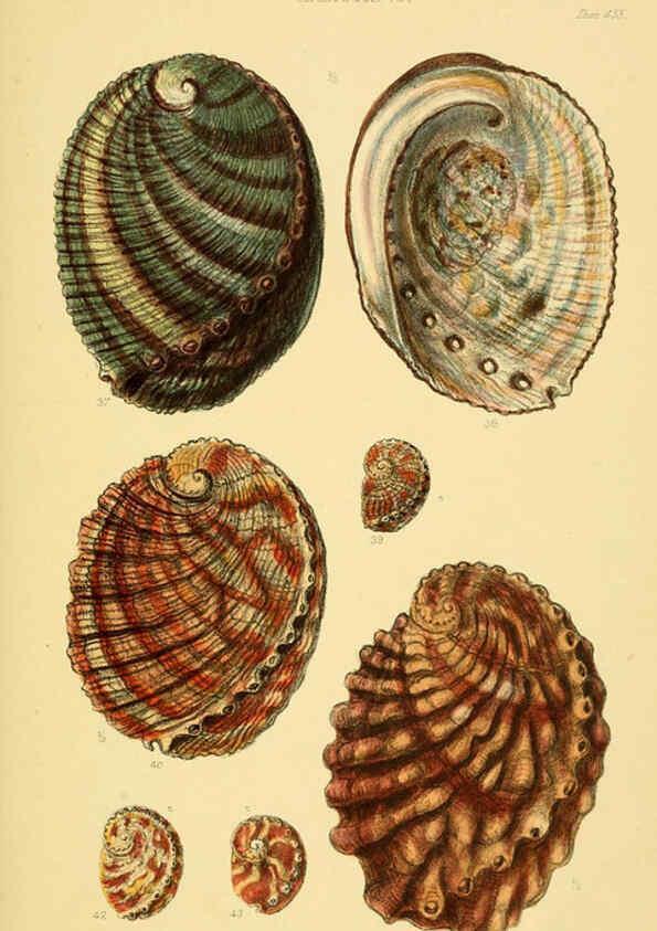 Reproducción/Reproduction 6103390326: Thesaurus conchyliorum, or, Monographs of genera of shells v.5 plates. London :Sowerby ...,1847-1887