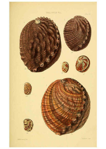 Reproducción/Reproduction 6102844421: Thesaurus conchyliorum, or, Monographs of genera of shells v.5 plates. London :Sowerby ...,1847-1887