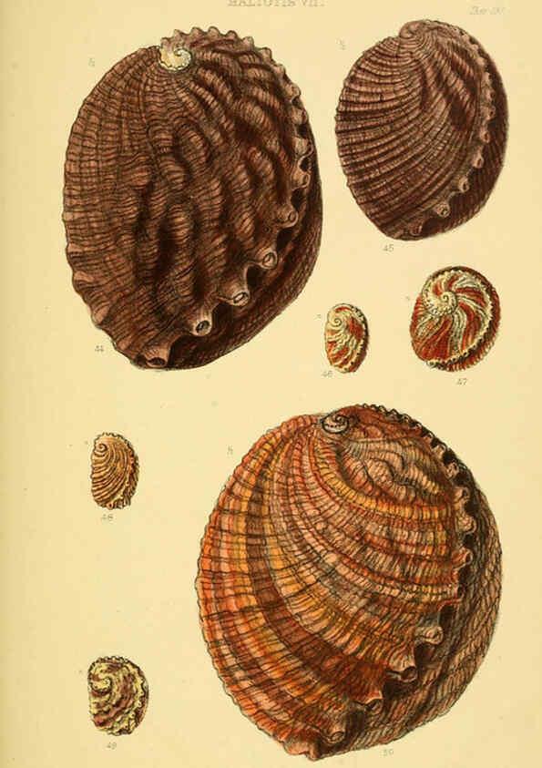 Reproducción/Reproduction 6102844421: Thesaurus conchyliorum, or, Monographs of genera of shells v.5 plates. London :Sowerby ...,1847-1887
