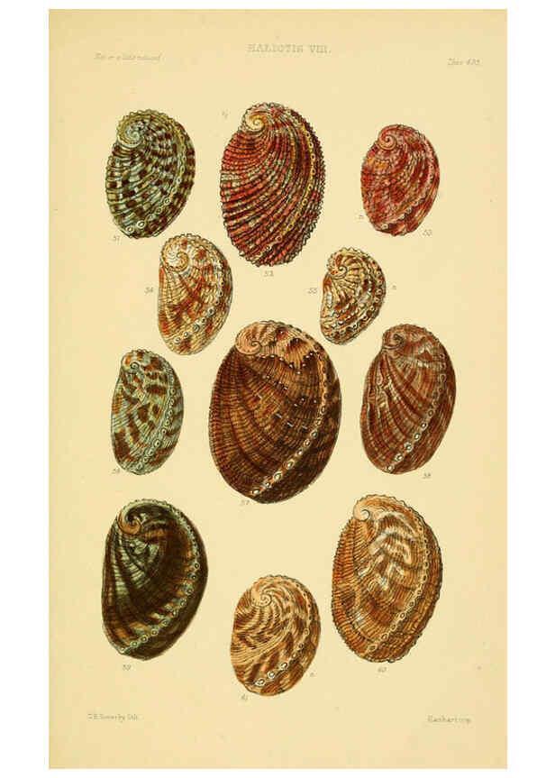 Reproducción/Reproduction 6102844653: Thesaurus conchyliorum, or, Monographs of genera of shells v.5 plates. London :Sowerby ...,1847-1887