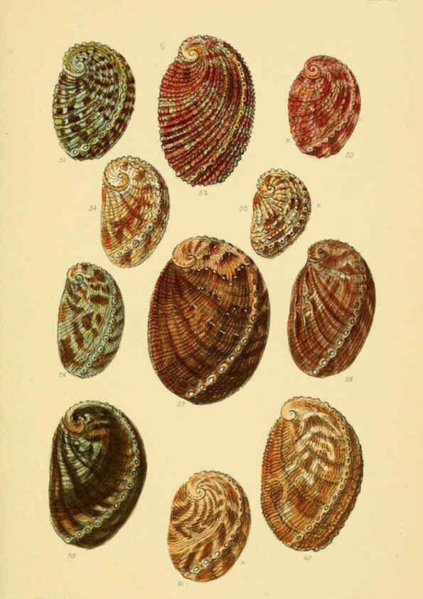 Reproducción/Reproduction 6102844653: Thesaurus conchyliorum, or, Monographs of genera of shells v.5 plates. London :Sowerby ...,1847-1887