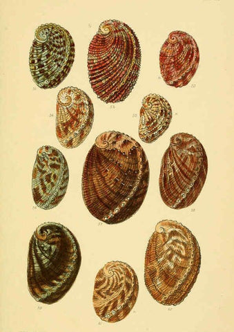 Reproducción/Reproduction 6102844653: Thesaurus conchyliorum, or, Monographs of genera of shells v.5 plates. London :Sowerby ...,1847-1887