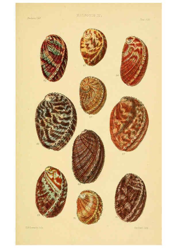Reproducción/Reproduction 6103390998: Thesaurus conchyliorum, or, Monographs of genera of shells v.5 plates. London :Sowerby ...,1847-1887