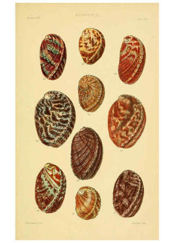 Reproducción/Reproduction 6103390998: Thesaurus conchyliorum, or, Monographs of genera of shells v.5 plates. London :Sowerby ...,1847-1887