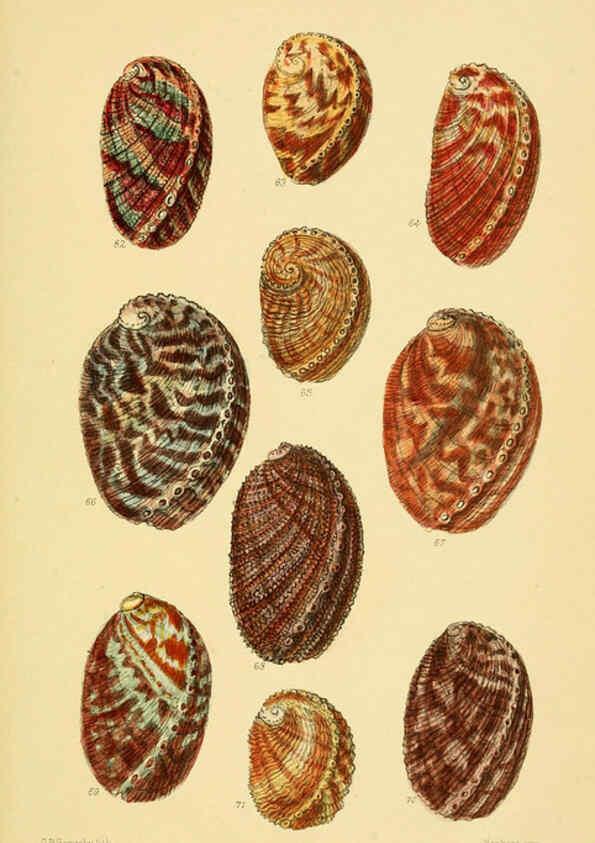 Reproducción/Reproduction 6103390998: Thesaurus conchyliorum, or, Monographs of genera of shells v.5 plates. London :Sowerby ...,1847-1887
