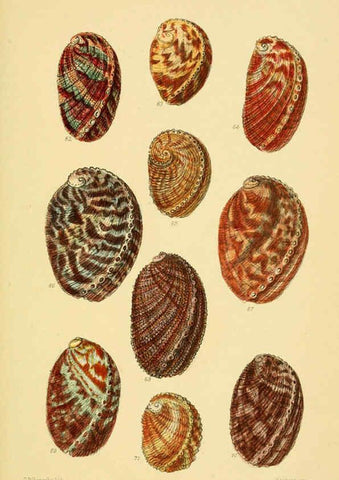 Reproducción/Reproduction 6103390998: Thesaurus conchyliorum, or, Monographs of genera of shells v.5 plates. London :Sowerby ...,1847-1887