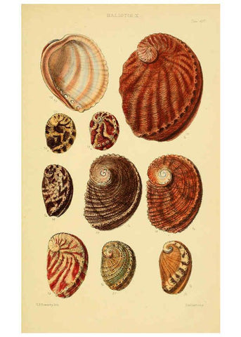Reproducción/Reproduction 6102845001: Thesaurus conchyliorum, or, Monographs of genera of shells v.5 plates. London :Sowerby ...,1847-1887