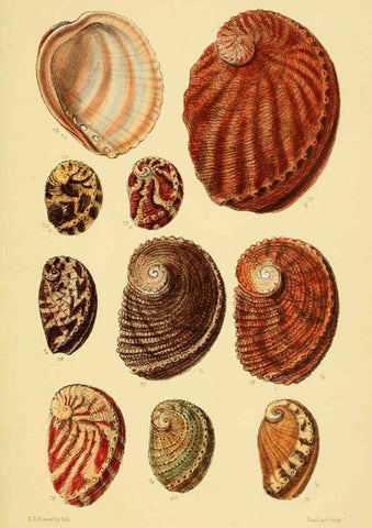 Reproducción/Reproduction 6102845001: Thesaurus conchyliorum, or, Monographs of genera of shells v.5 plates. London :Sowerby ...,1847-1887
