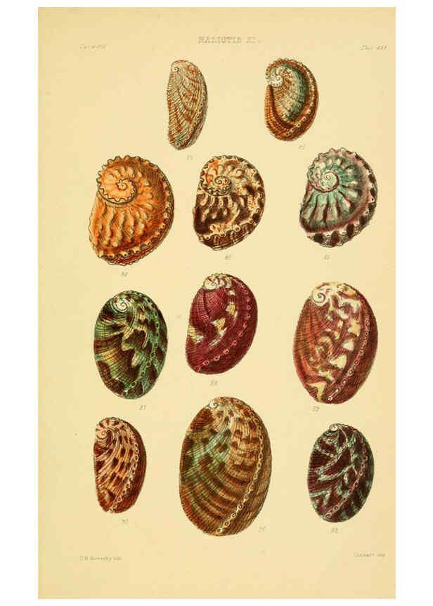 Reproducción/Reproduction 6103391330: Thesaurus conchyliorum, or, Monographs of genera of shells v.5 plates. London :Sowerby ...,1847-1887