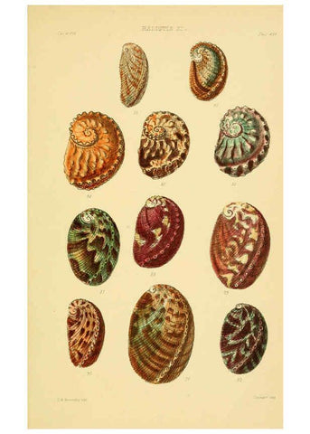 Reproducción/Reproduction 6103391330: Thesaurus conchyliorum, or, Monographs of genera of shells v.5 plates. London :Sowerby ...,1847-1887