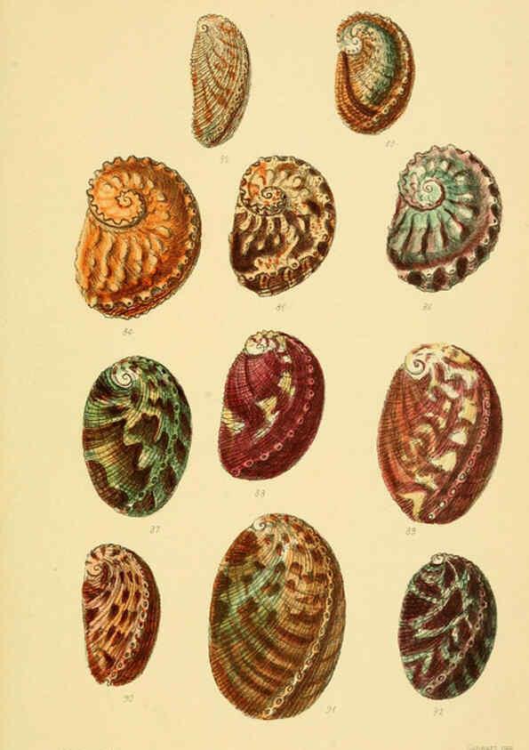 Reproducción/Reproduction 6103391330: Thesaurus conchyliorum, or, Monographs of genera of shells v.5 plates. London :Sowerby ...,1847-1887