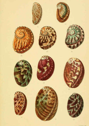 Reproducción/Reproduction 6103391330: Thesaurus conchyliorum, or, Monographs of genera of shells v.5 plates. London :Sowerby ...,1847-1887
