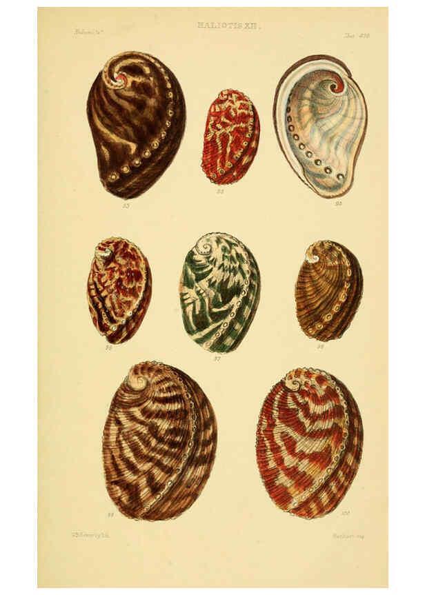 Reproducción/Reproduction 6102845395: Thesaurus conchyliorum, or, Monographs of genera of shells v.5 plates. London :Sowerby ...,1847-1887