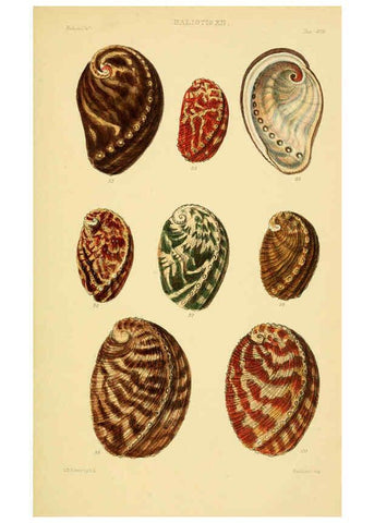 Reproducción/Reproduction 6102845395: Thesaurus conchyliorum, or, Monographs of genera of shells v.5 plates. London :Sowerby ...,1847-1887