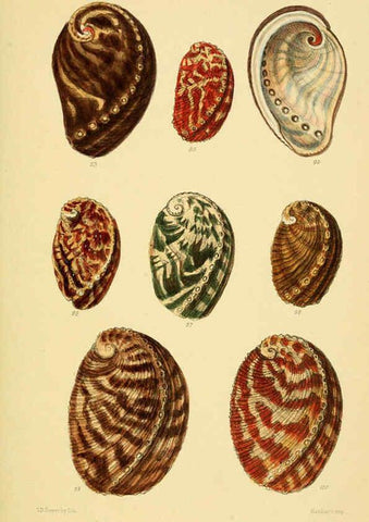 Reproducción/Reproduction 6102845395: Thesaurus conchyliorum, or, Monographs of genera of shells v.5 plates. London :Sowerby ...,1847-1887