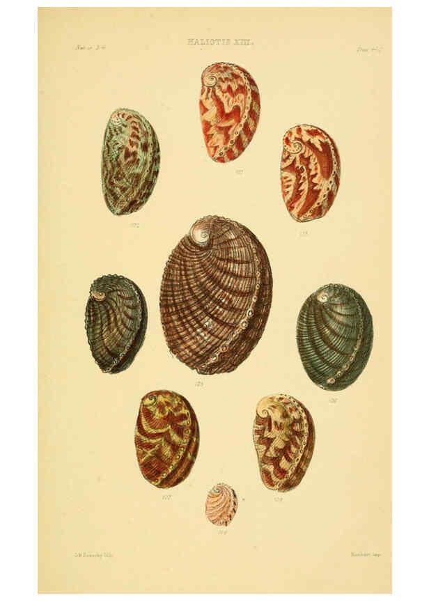 Reproducción/Reproduction 6102845683: Thesaurus conchyliorum, or, Monographs of genera of shells v.5 plates. London :Sowerby ...,1847-1887