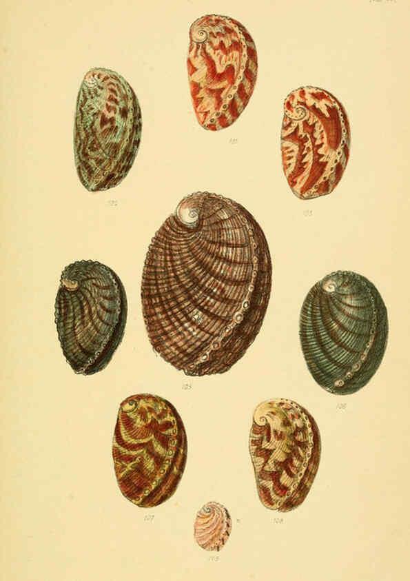 Reproducción/Reproduction 6102845683: Thesaurus conchyliorum, or, Monographs of genera of shells v.5 plates. London :Sowerby ...,1847-1887