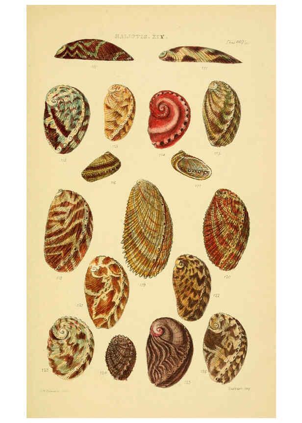 Reproducción/Reproduction 6103392060: Thesaurus conchyliorum, or, Monographs of genera of shells v.5 plates. London :Sowerby ...,1847-1887