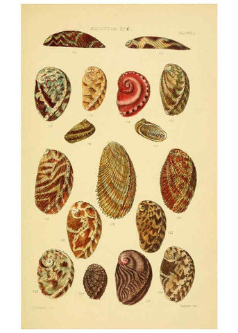 Reproducción/Reproduction 6103392060: Thesaurus conchyliorum, or, Monographs of genera of shells v.5 plates. London :Sowerby ...,1847-1887