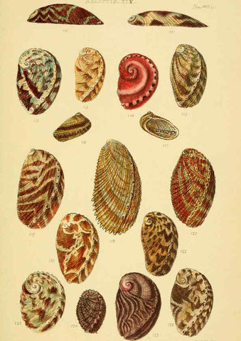 Reproducción/Reproduction 6103392060: Thesaurus conchyliorum, or, Monographs of genera of shells v.5 plates. London :Sowerby ...,1847-1887