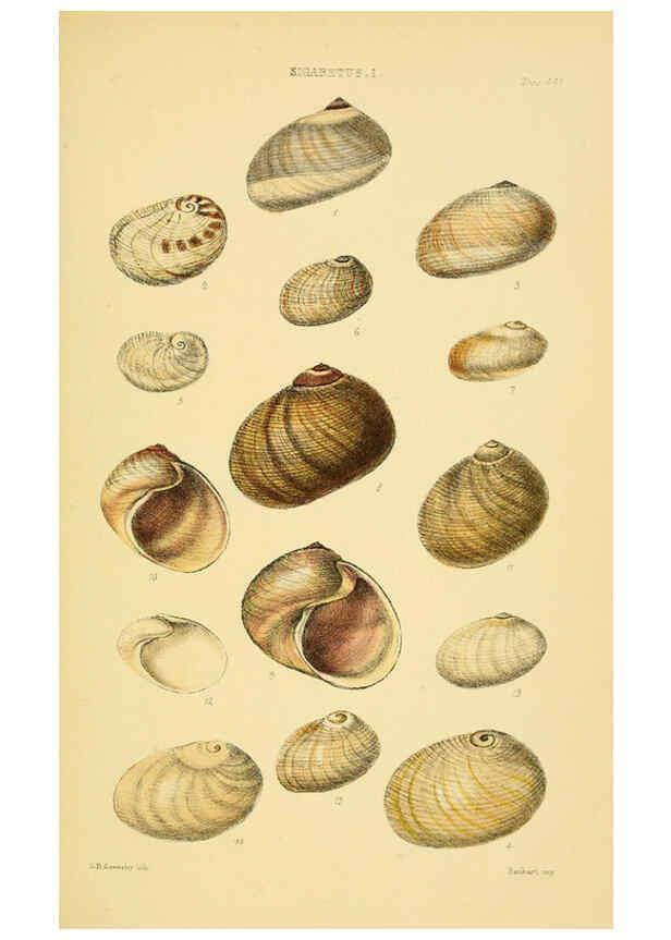 Reproducción/Reproduction 6102846173: Thesaurus conchyliorum, or, Monographs of genera of shells v.5 plates. London :Sowerby ...,1847-1887