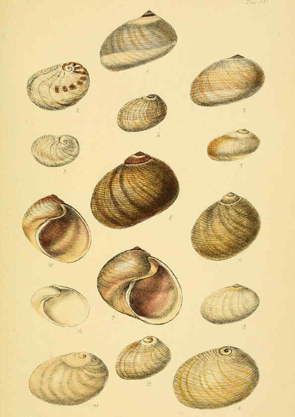 Reproducción/Reproduction 6102846173: Thesaurus conchyliorum, or, Monographs of genera of shells v.5 plates. London :Sowerby ...,1847-1887