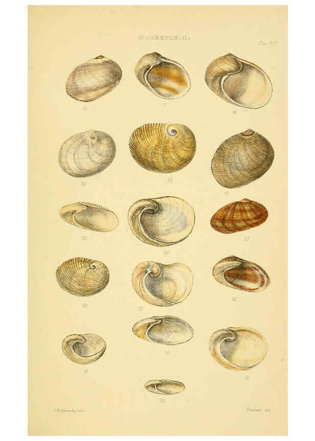 Reproducción/Reproduction 6102846381: Thesaurus conchyliorum, or, Monographs of genera of shells v.5 plates. London :Sowerby ...,1847-1887