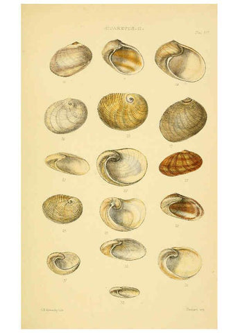 Reproducción/Reproduction 6102846381: Thesaurus conchyliorum, or, Monographs of genera of shells v.5 plates. London :Sowerby ...,1847-1887
