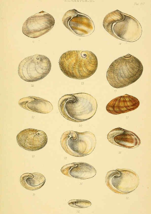 Reproducción/Reproduction 6102846381: Thesaurus conchyliorum, or, Monographs of genera of shells v.5 plates. London :Sowerby ...,1847-1887