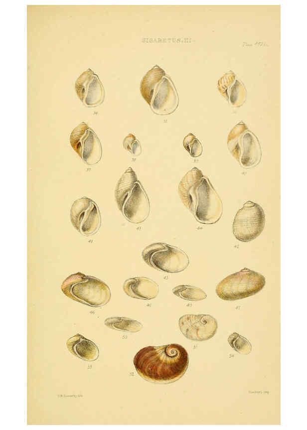 Reproducción/Reproduction 6103392624: Thesaurus conchyliorum, or, Monographs of genera of shells v.5 plates. London :Sowerby ...,1847-1887