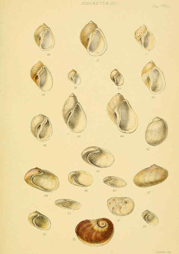 Reproducción/Reproduction 6103392624: Thesaurus conchyliorum, or, Monographs of genera of shells v.5 plates. London :Sowerby ...,1847-1887