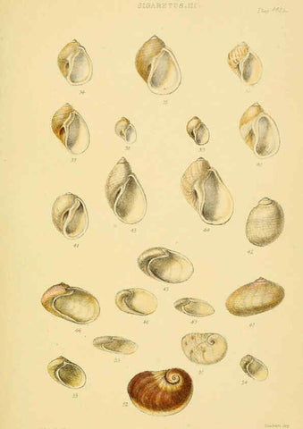 Reproducción/Reproduction 6103392624: Thesaurus conchyliorum, or, Monographs of genera of shells v.5 plates. London :Sowerby ...,1847-1887